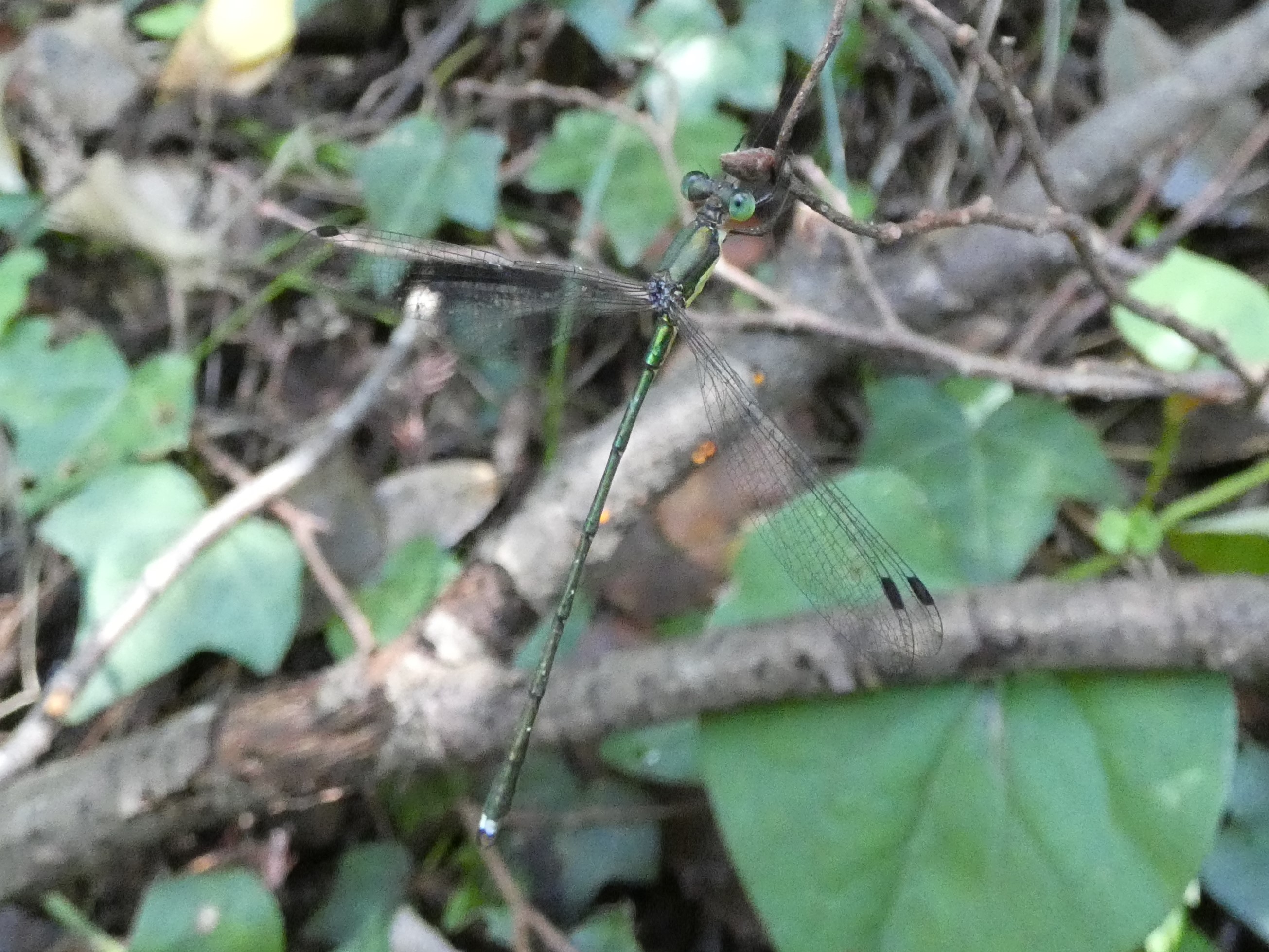 photo_1